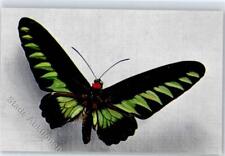 51399573 - Ornithoptera Brookeana Butterfly for sale  Shipping to South Africa