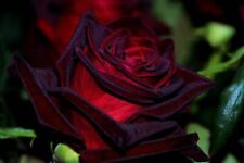 Black magic rose for sale  Central