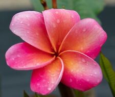 Plumeria frangipani pink for sale  Shipping to Ireland