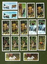 brooke bond tea cards british birds for sale  SUNDERLAND