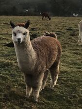 Raw unprocessed alpaca for sale  PULBOROUGH