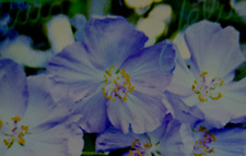 Abutilon blue plant for sale  Shipping to Ireland