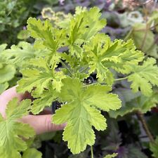 PELARGONIUM ‘CHARITY’! VARIEGATED LEMON ROSE SCENTED GERANIUM! for sale  Shipping to South Africa