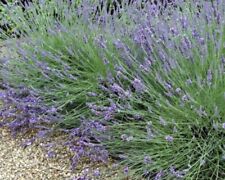 Lavender grosso size for sale  Coeur D Alene