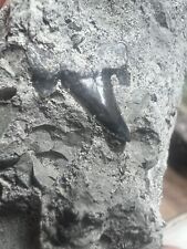 Sharks tooth fossil for sale  Midlothian