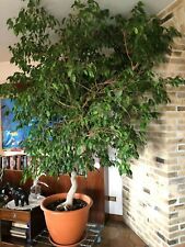 Ficus Benjamin pianta da interno ornamentale d'appartamento Mix dimensioni, usato usato  Gazzada Schianno