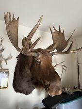 Moose head shoulder for sale  Hales Corners