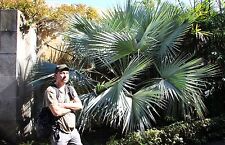 Sabal palmen den gebraucht kaufen  Kaiserslautern