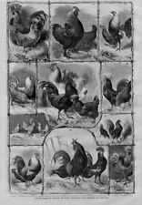 Poultry choice breeds for sale  New London