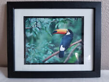 Beautiful toucan bird for sale  Lafayette