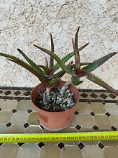 Aloe rupestris d'occasion  Grenoble-