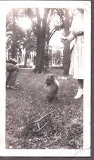 Vintage photograph pomeranian for sale  Siletz