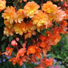 Begonia apricot shades for sale  IPSWICH