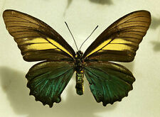 Used, Papilionidae BATTUS CRASSUS ssp.LEPIDUS****** female Nr. 1 ******ECUADOR for sale  Shipping to South Africa