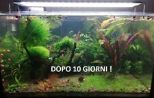 Anti alga acquario usato  Italia