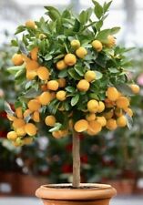 Mandarinenbaum citrus strauch gebraucht kaufen  Halle
