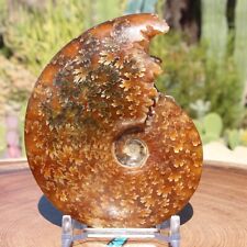 Ammonite fossil preserved for sale  Tucson