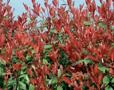 Photinia fraseri red usato  Valmacca