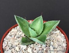 Agave kissho khan for sale  Miami