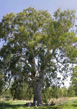 Eucalyptus camaldulensis eucal usato  Napoli