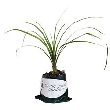 Ponytail palm elephant for sale  Bowling Green