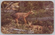 Animal deer fawns for sale  Newton