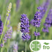 Lavender seeds organic for sale  MANCHESTER