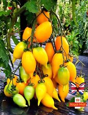 Tomato golden canary for sale  UK