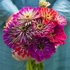 Zinnia meteor shower for sale  Sevierville