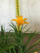 Aztec gold daylily for sale  Jacksonville Beach
