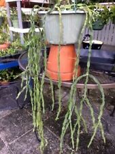 Fresh large cuttings for sale  Port Richey