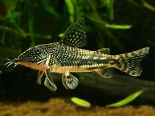 Banded cory scleromystax for sale  GLASGOW