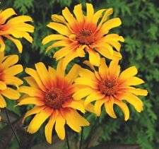 Heliopsis burning hearts for sale  MARCH