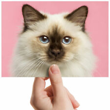 Portrait birman cat for sale  SELBY