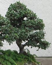 Samen bonsai ulme gebraucht kaufen  Calw