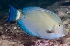 Ring tail tang for sale  HAYWARDS HEATH