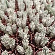 Euphorbia mammillaris bianco usato  Napoli