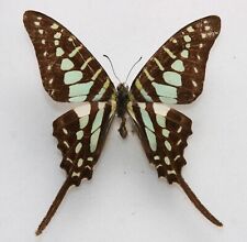 Butterfly male graphium for sale  Shipping to Ireland