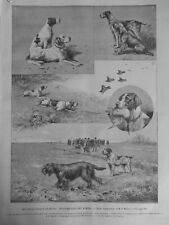 1888 animals chien d'occasion  Expédié en Belgium