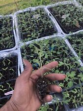 plants organic tomato for sale  Port Barre