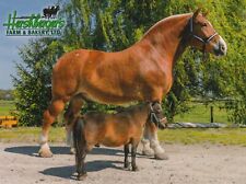 Belgian draft horse for sale  Middlefield