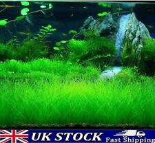 Aquarium grass seeds for sale  Shipping to Ireland