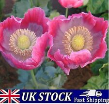 Afghan giant poppy for sale  Shipping to Ireland
