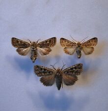 Gothic moths insects for sale  CHORLEY