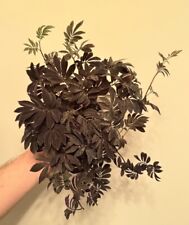 Solanum uleanum rare for sale  Charlotte