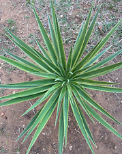 Yucca aloifolia marginata usato  Menfi