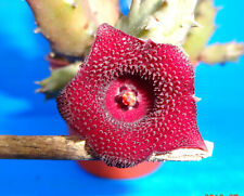 Huernia keniensis, 3 unrooted stem , Phyto available for sale  Shipping to Canada