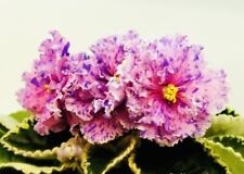 African violet raduga. for sale  Summerville