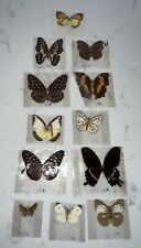Vintage taxidermy butterflies for sale  Burlington