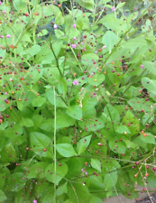 100 + semillas Joyas de Opar / Talinum Paniculatum - cultivo orgánico de 2023 segunda mano  Embacar hacia Argentina